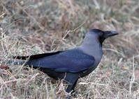 海角鸦,探寻神秘海岛上的传奇故事